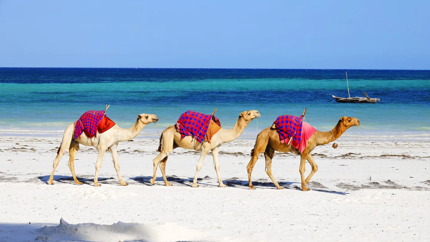 Camels walking along Diani Beach beside the Indian Ocean.