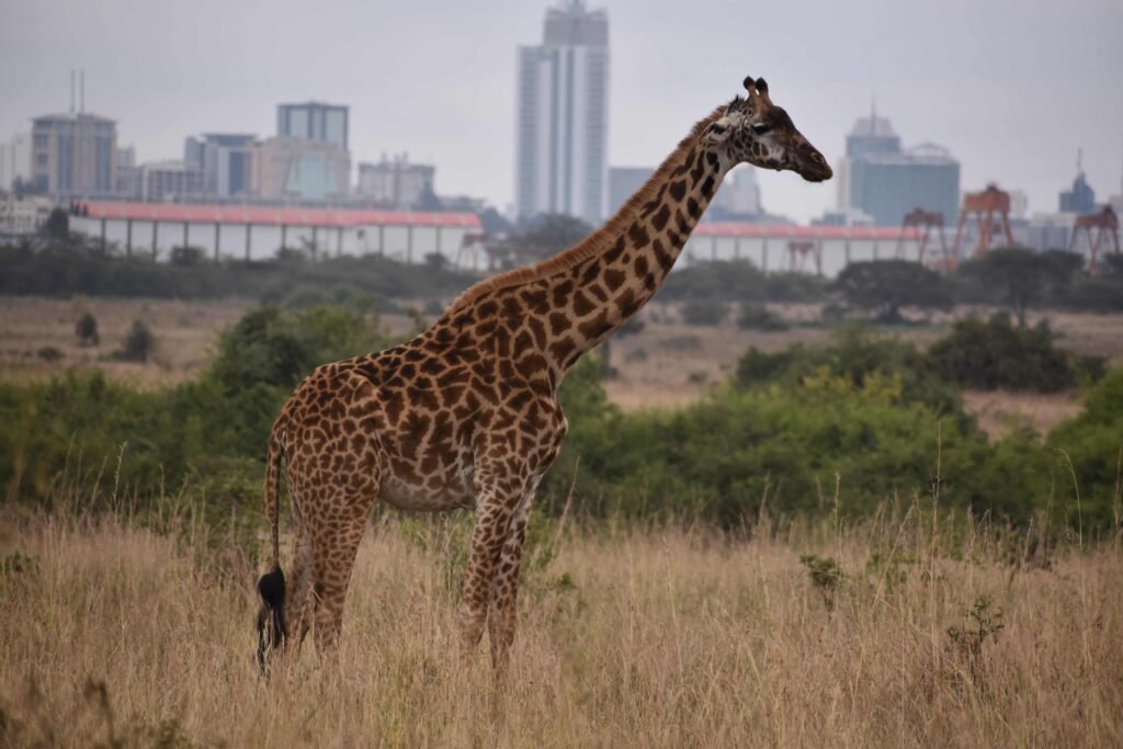 Safari and Kenya Wildlife Tours - Tourist exploring Nairobi city