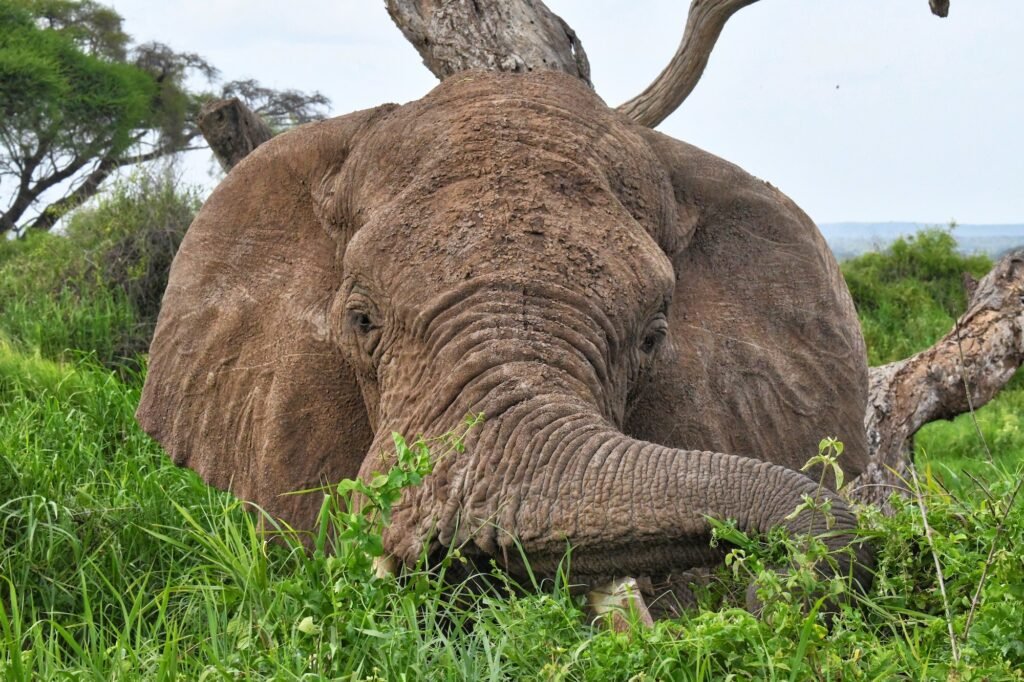 Beautiful ancient bull elephant in Amboseli national park in Kenya