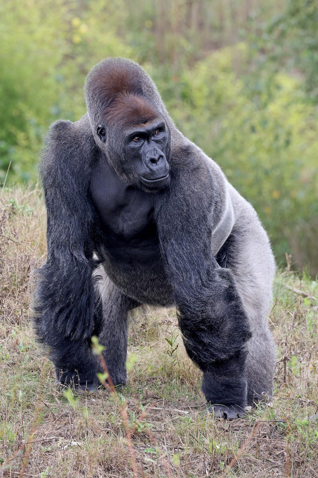 Western Lowland gorilla in Volcanoes National Park, Rwanda, East African Destinations - African Adventure Hotspots