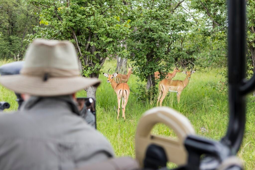 blurred guide looking at impala from safari vehicle, Botswana