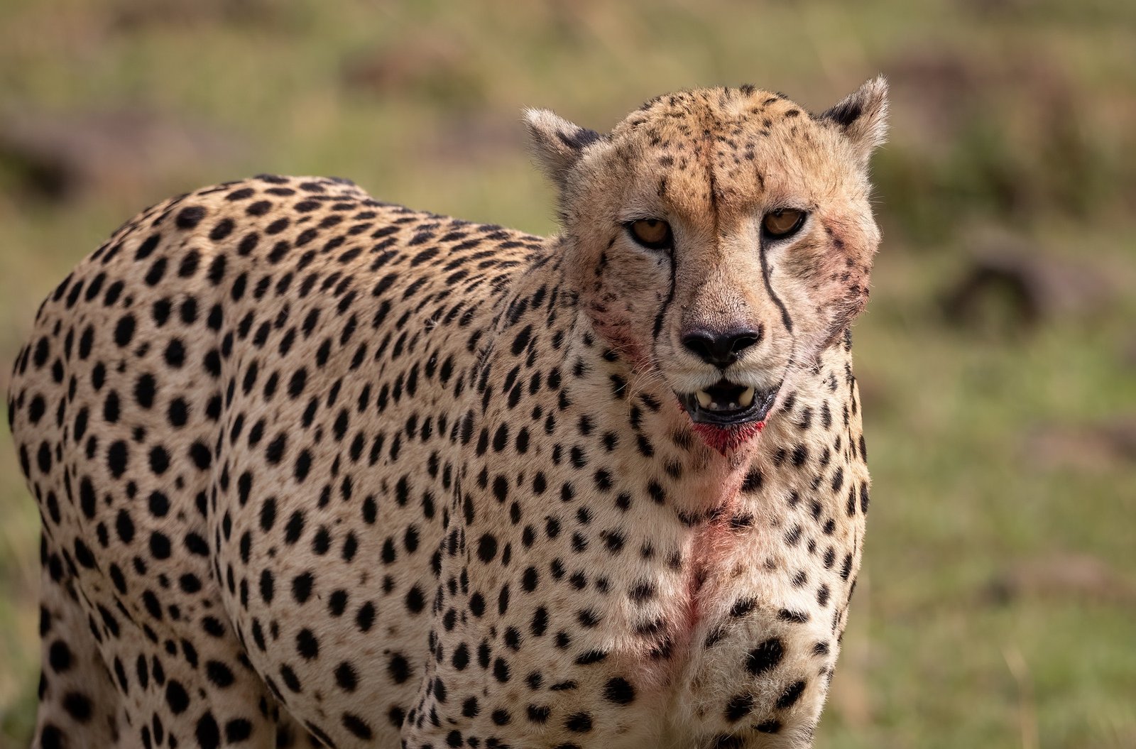 Cheetah in the Mara, Africa