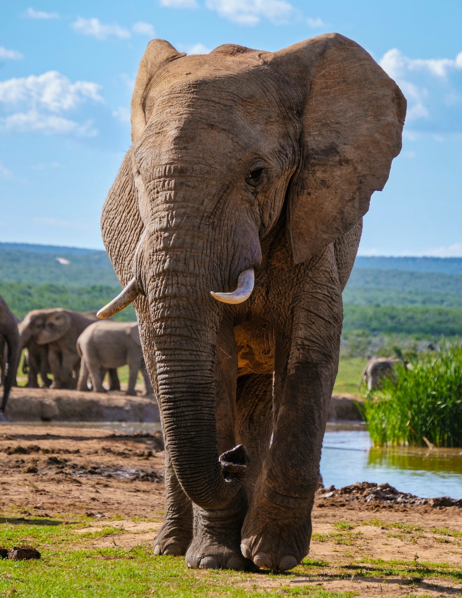 Elephants in Ruaha National Park, Tanzania, East African Destinations