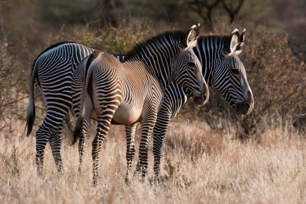 Grevy's zebra (Equus grevyi), Kalama Conservancy, Samburu, Kenya, Kenya, Africa