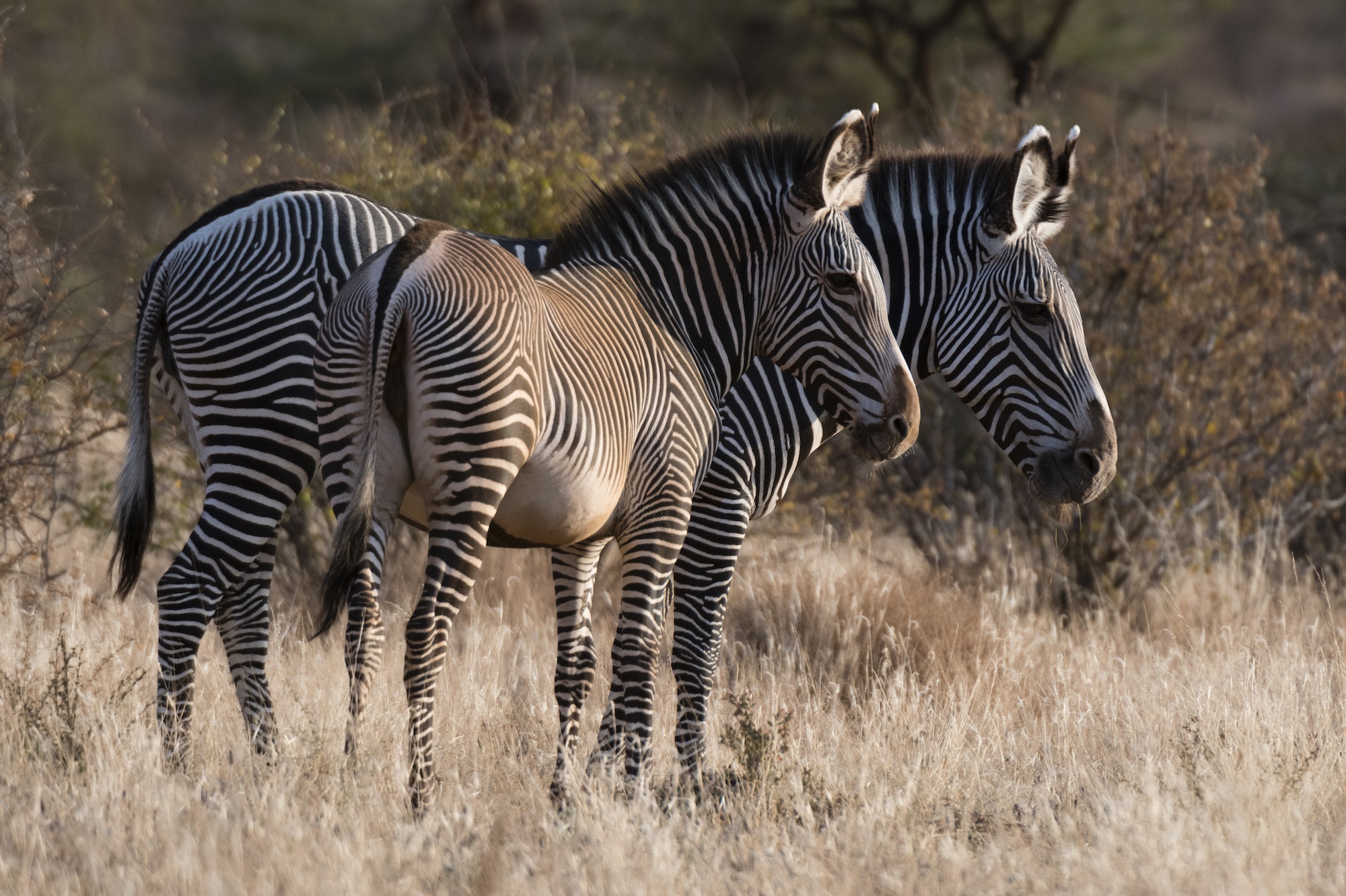 Safari and Kenya Wildlife Tours - Grevy's zebra in Kalama Conservancy, Samburu, Kenya