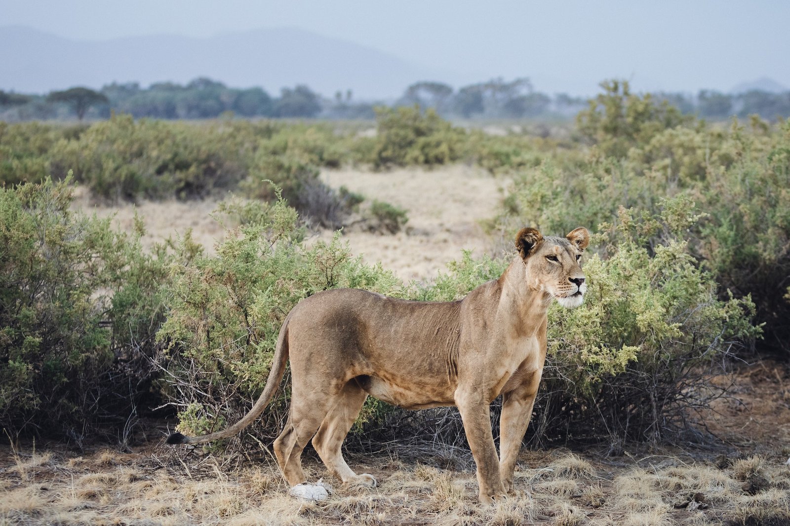 Lioness hunting at sunset in Samburu National Reserve, North Kenya