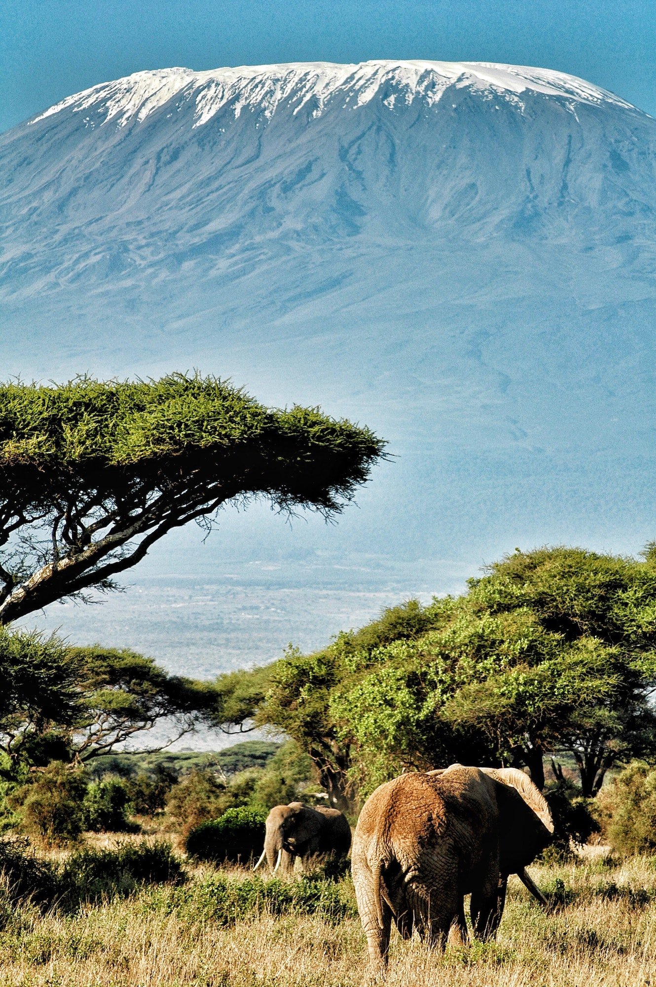 Elephants in front of Mount Kilimanjaro, Tanzania, East African Destinations - African Adventure Hotspots