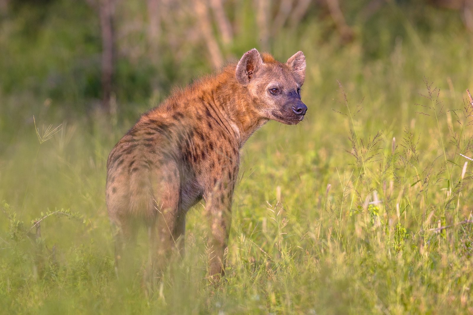 Spotted Hyena scavenger