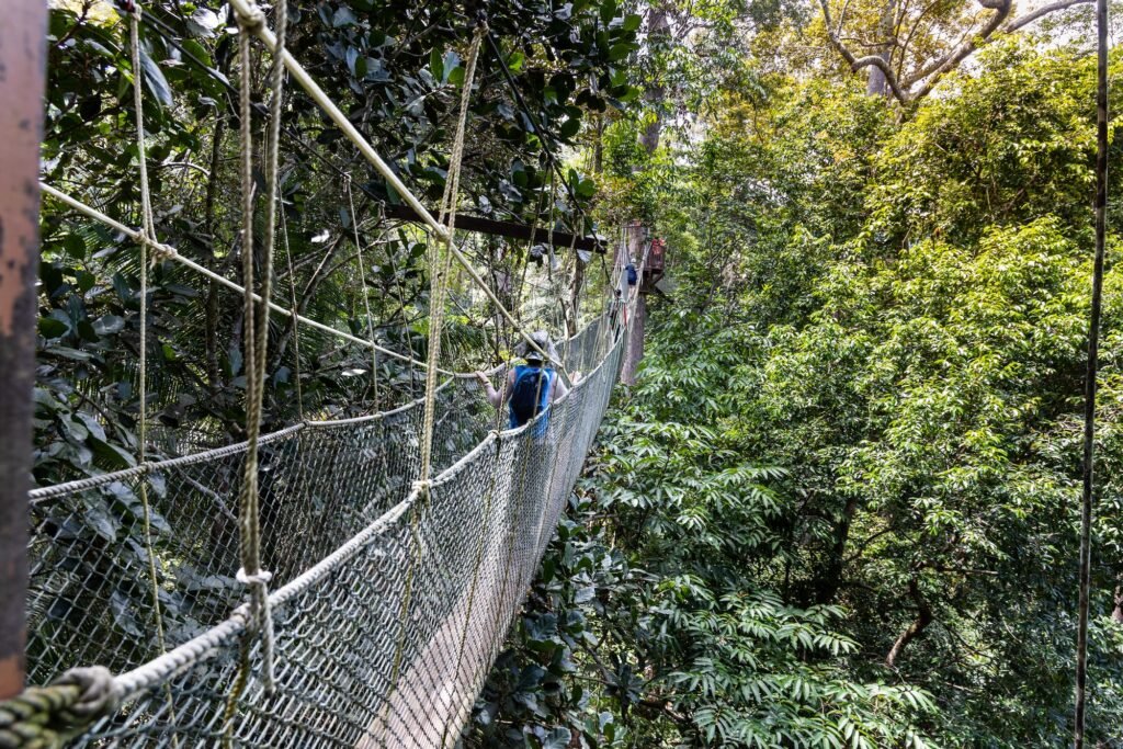 Tourist walking on canopy at Taman Negara National Park rainforest