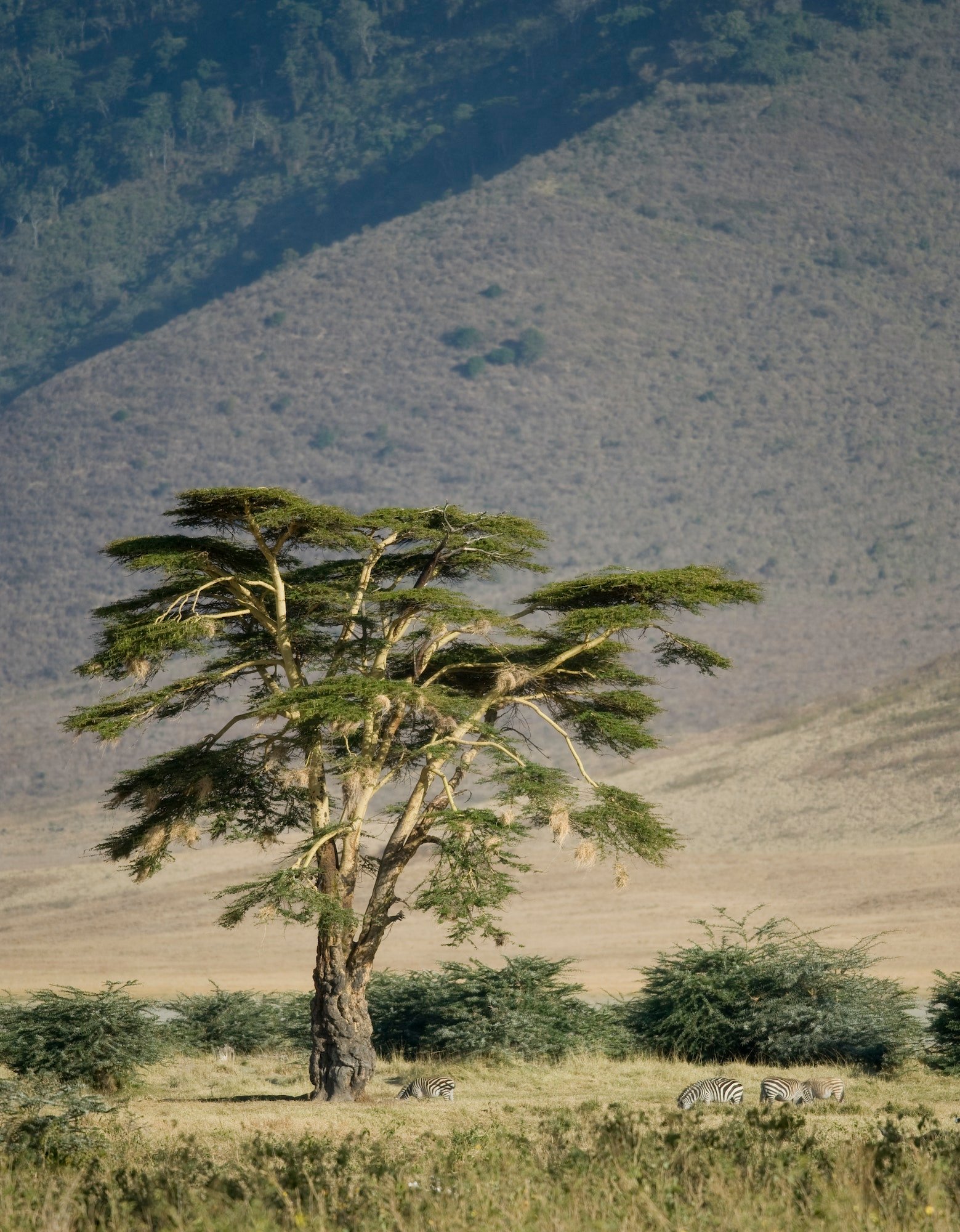 View of Ngorongoro Crater, Tanzania, East African Destinations - African Adventure Hotspots