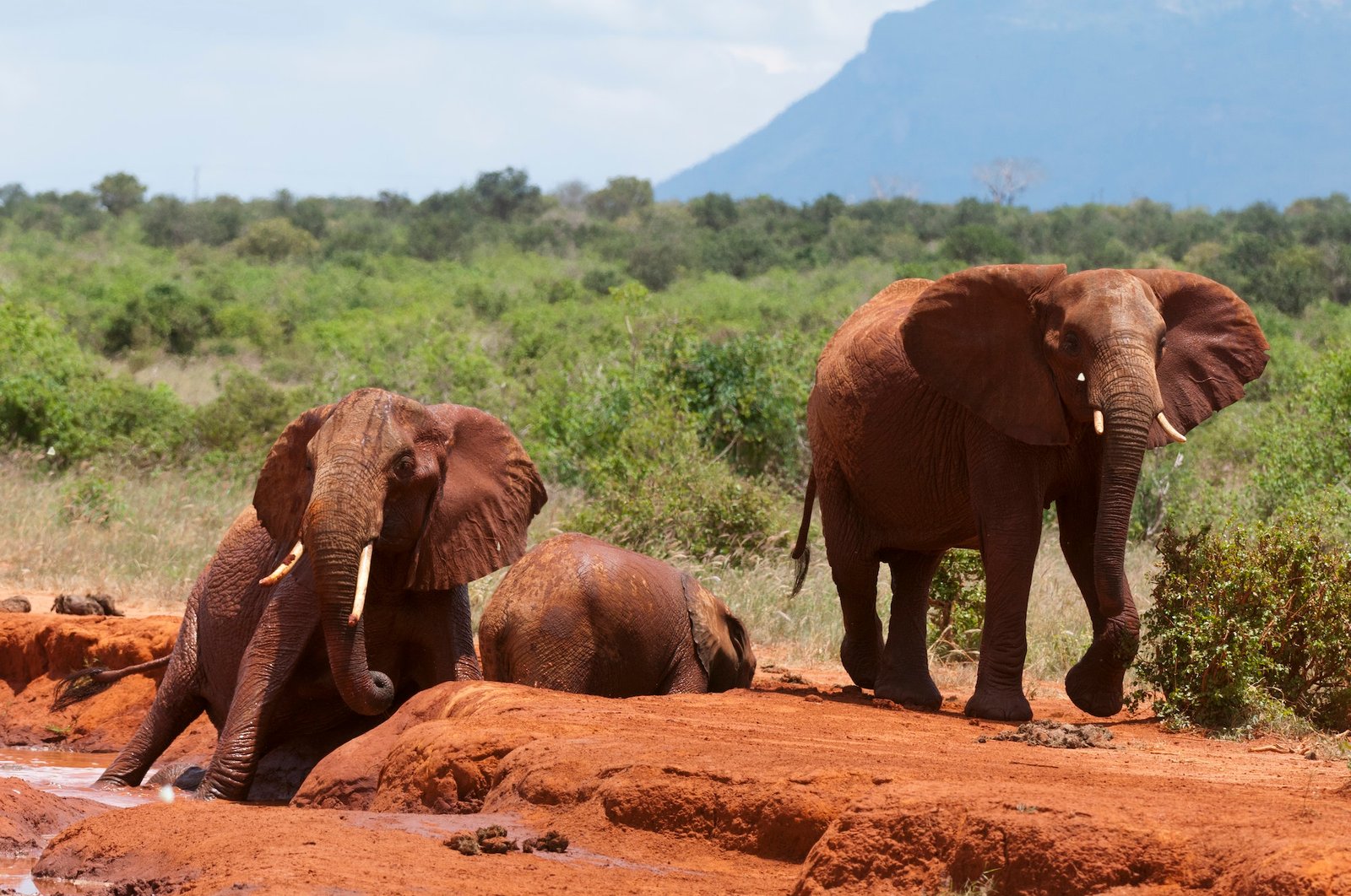 Elephants (Loxodonta africana) helping calf trapped in mud, Tsavo East National Park, Kenya