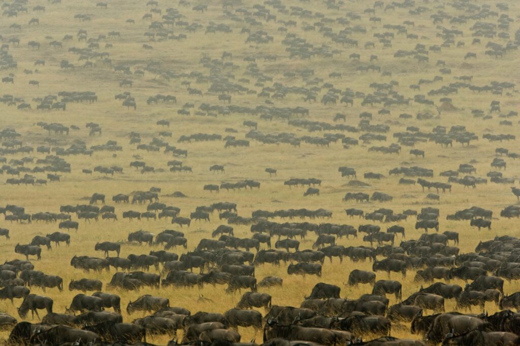 Herd of wildebeest crosses the open plains of the Mara River region,