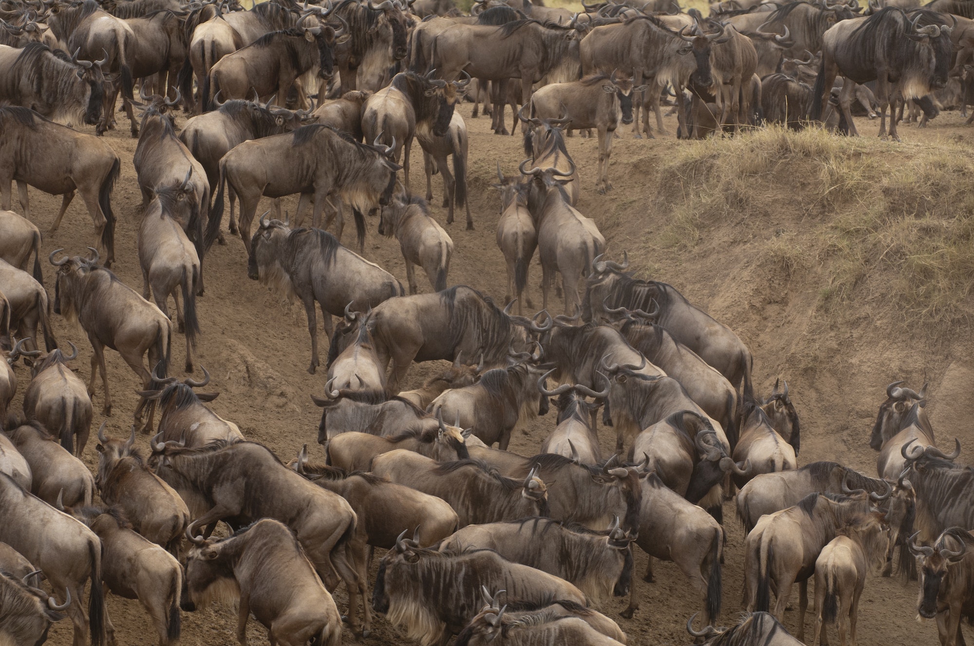 Wildebeest (Connochaetes taurinus), Masai Mara, Kenya