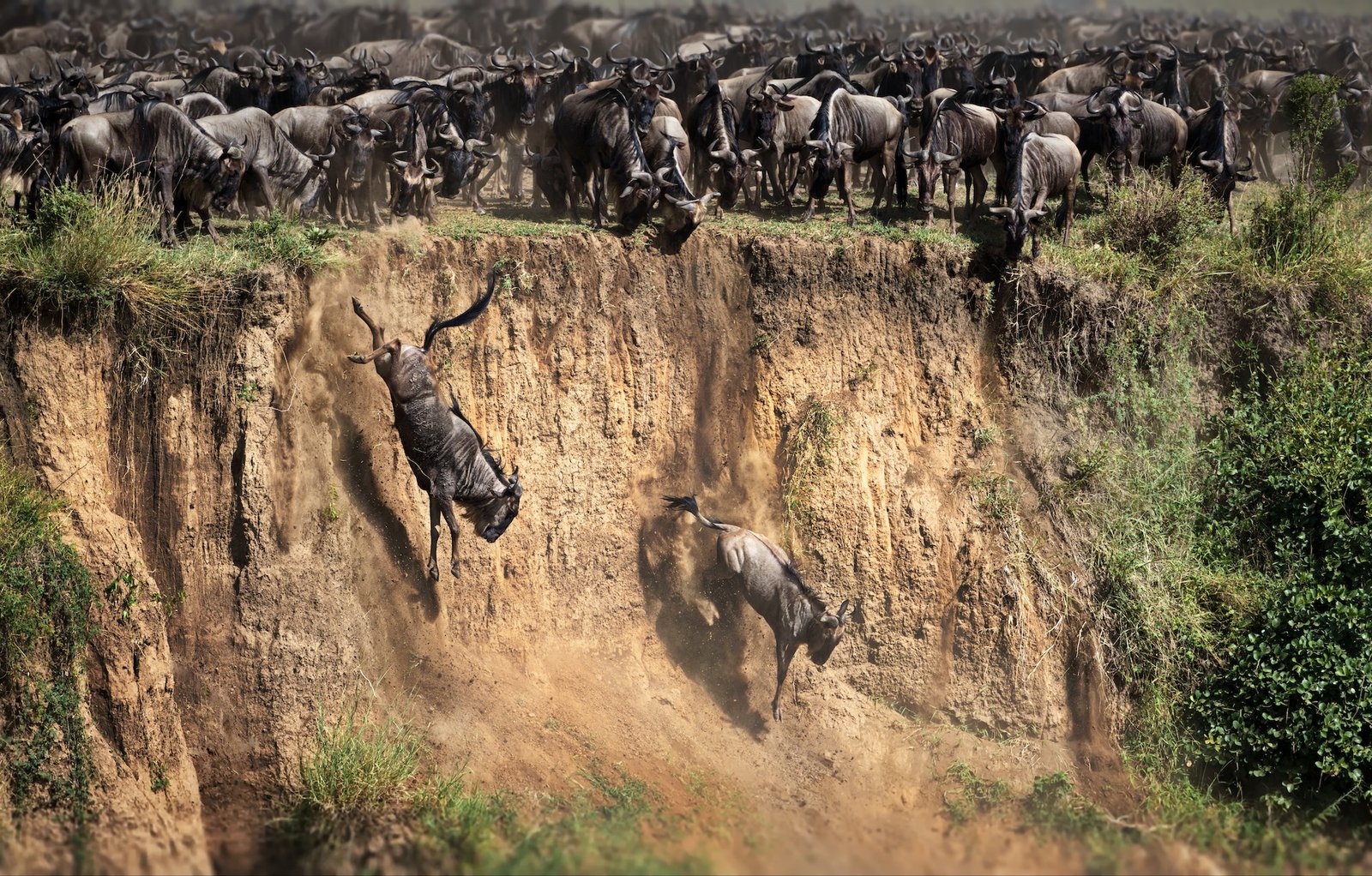 Kenya wildlife adventure in Serengeti National Park, Tanzania, East African Destinations