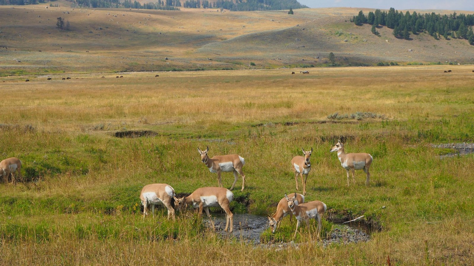 Antelopes on the field in Yellowstone National Park