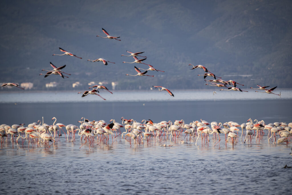 Flamingos at Lake Nakuru Kenya