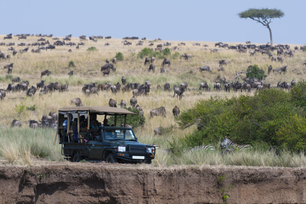 Lions in Masai Mara Big Five Safari