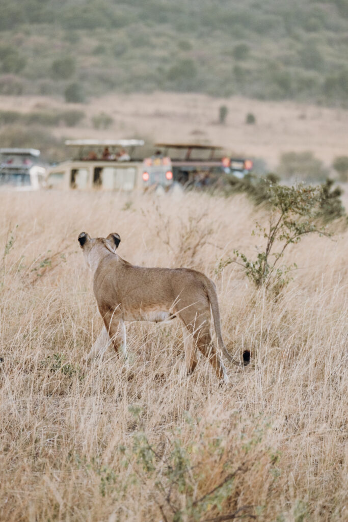 Lions in Masai Mara Kenya safari vacation
