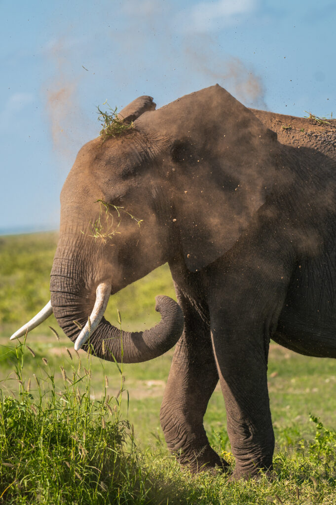 Safari Land Cruiser game drive Kenya