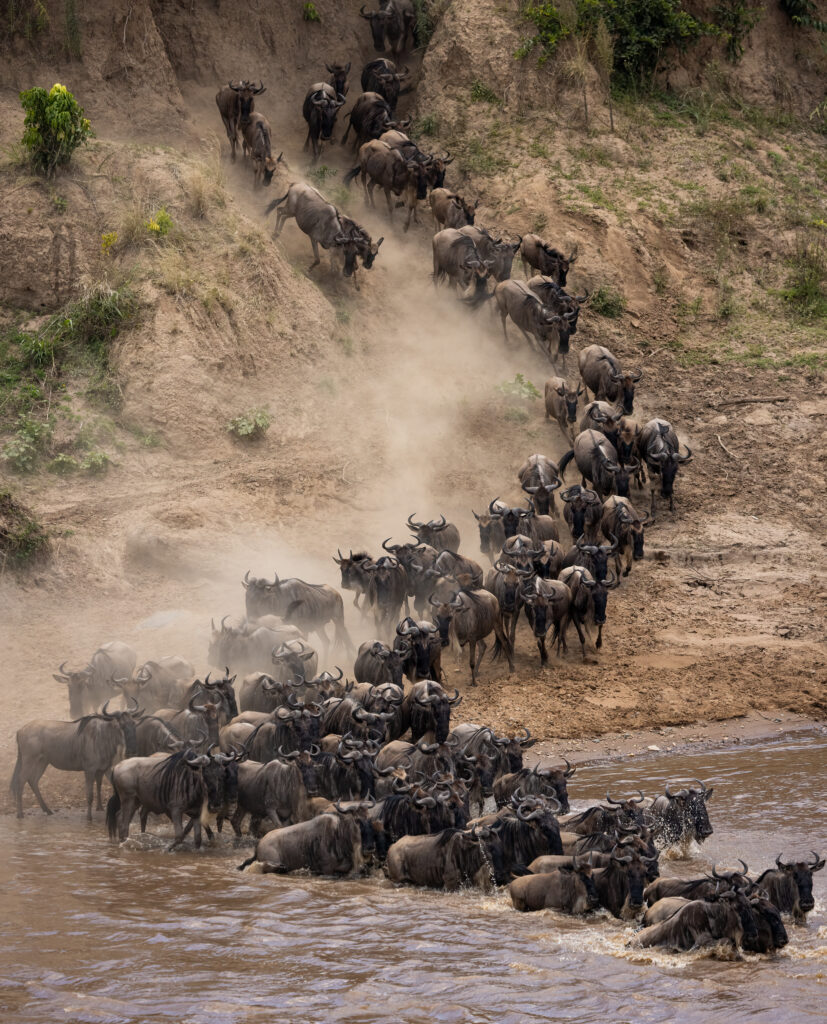 Great Migration wildebeest Serengeti Tanzania