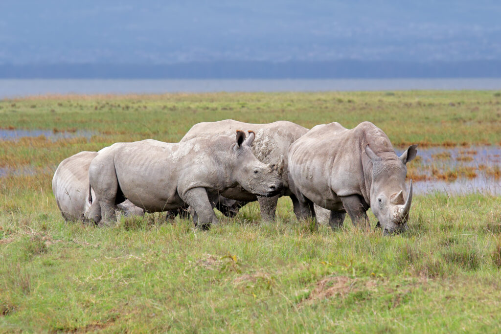 Rhinos and flamingos at Lake Nakuru Kenya