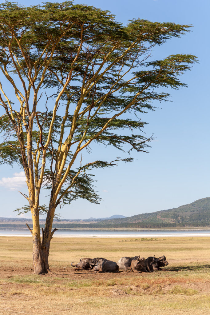 Rhino in Laikipia Conservancy Kenya