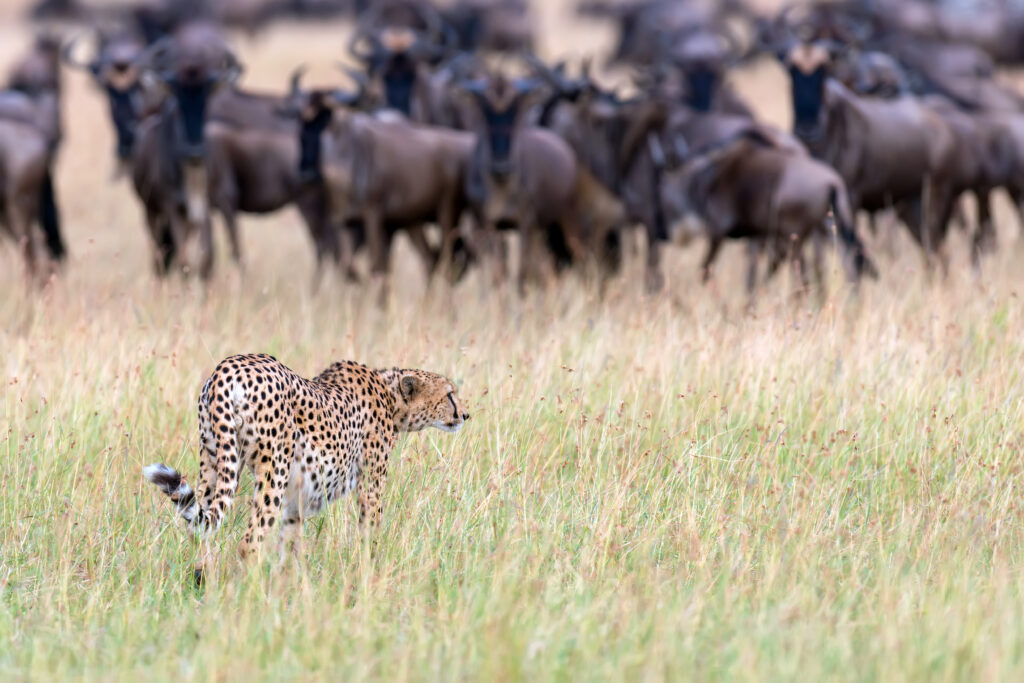 Cheetah on Masai Mara plains during Great Migration