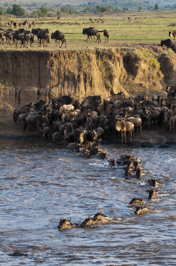 Wildebeest migration crossing Mara River Kenya