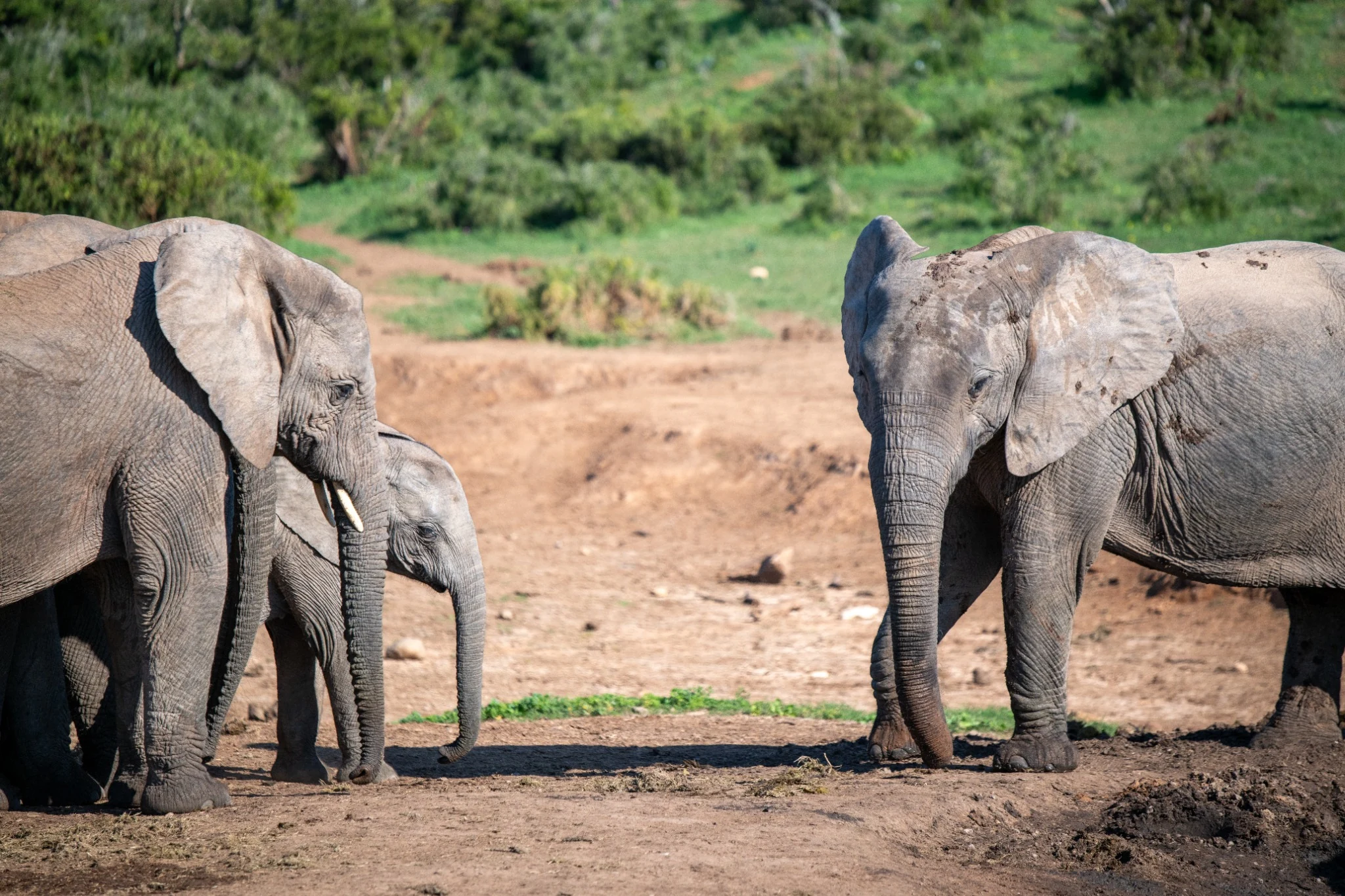 An elephant family, with a calf standing beside an adult and another adult facing them.