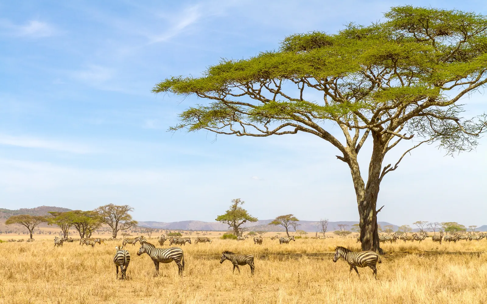 Zebras grazing beneath a spreading acacia tree.