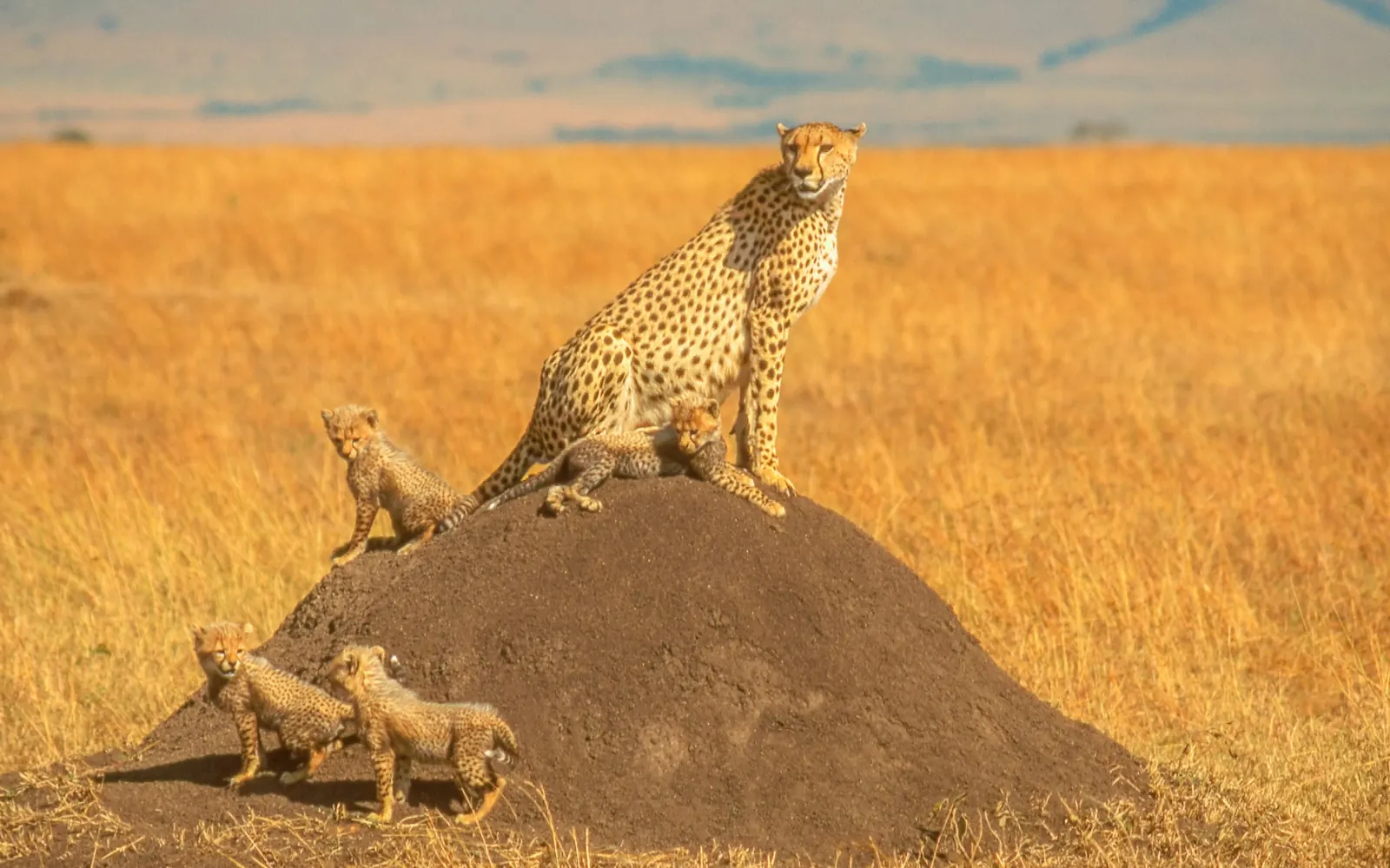 A cheetah and cubs on a low mound in golden grass.