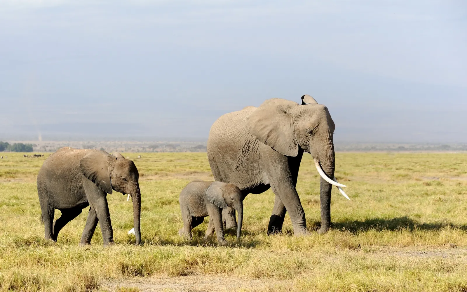 An elephant and a smaller elephant crossing open grassland.