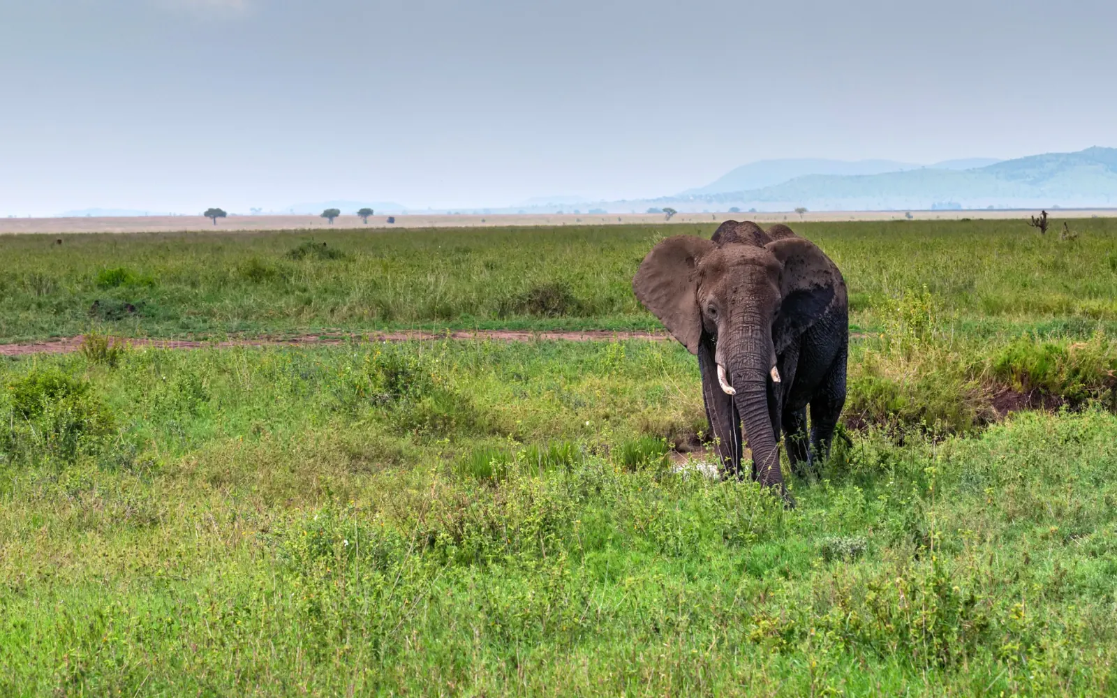 An elephant moving through lush green grassland.