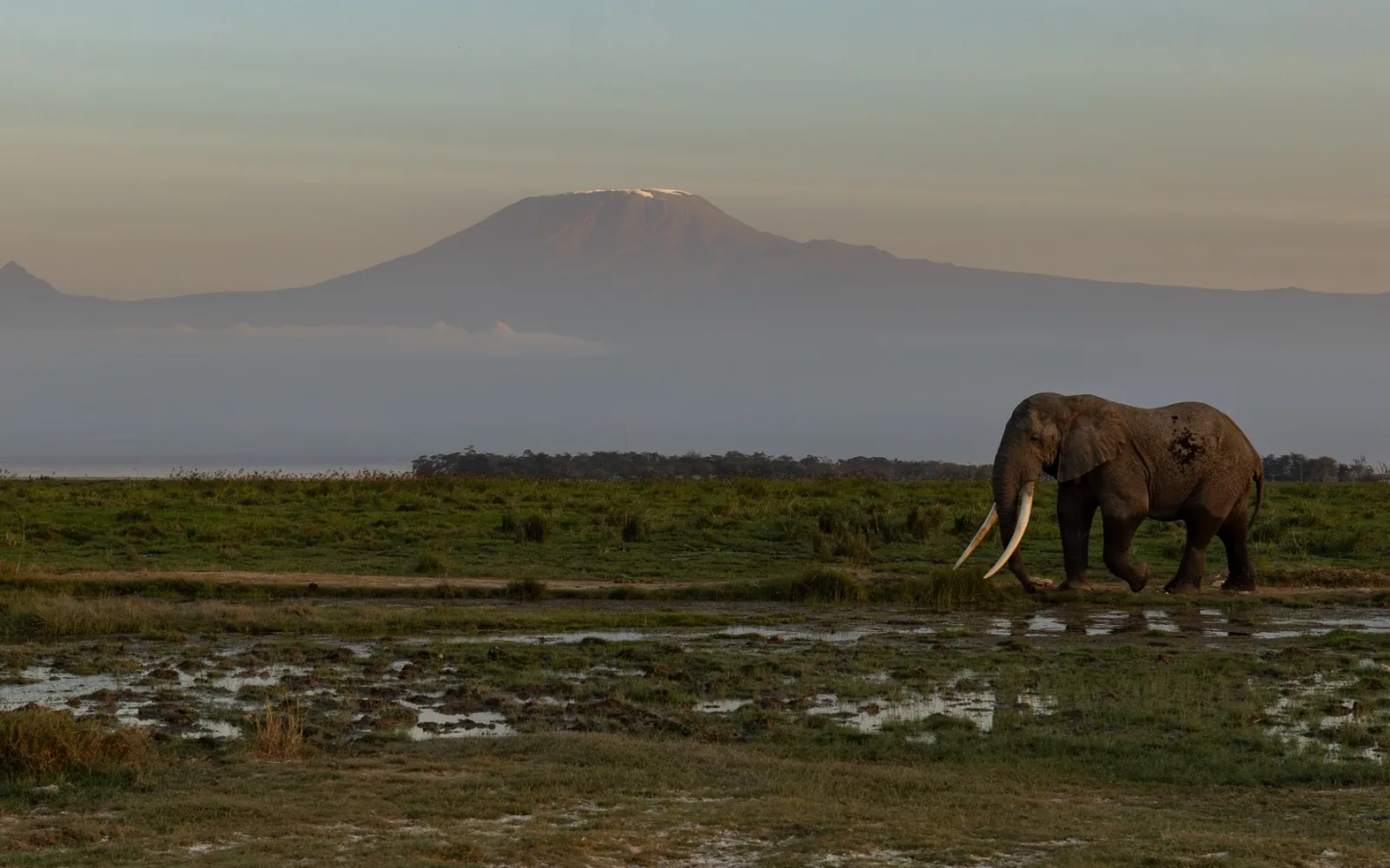 An elephant in wetlands with Mount Kilimanjaro beyond.