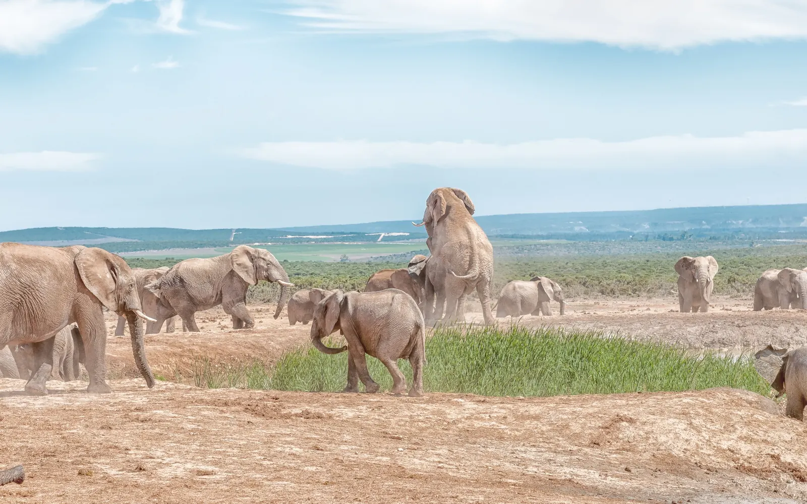 Elephants gathering beside green wetland vegetation.