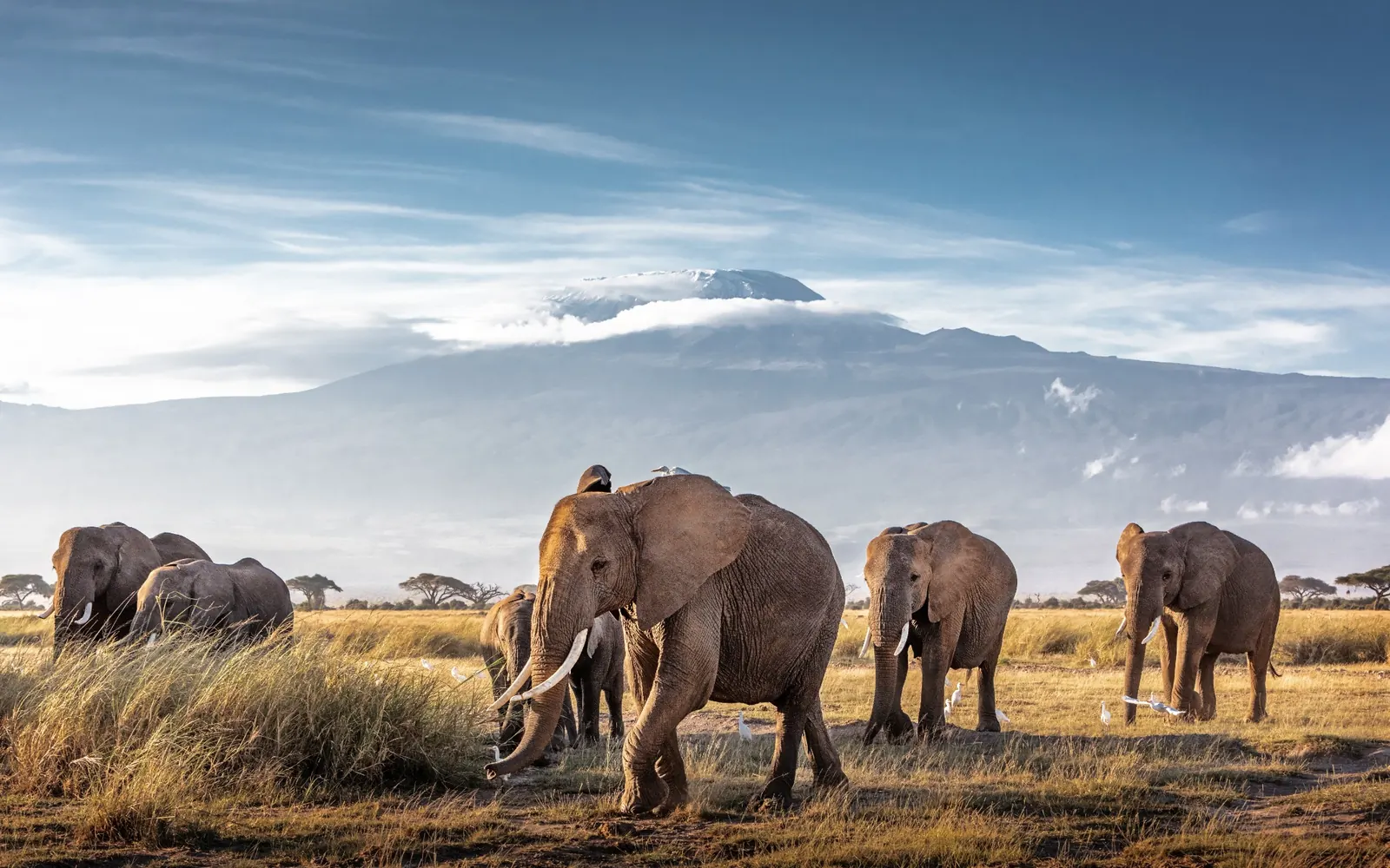 An elephant herd beneath a cloud-fringed Mount Kilimanjaro.