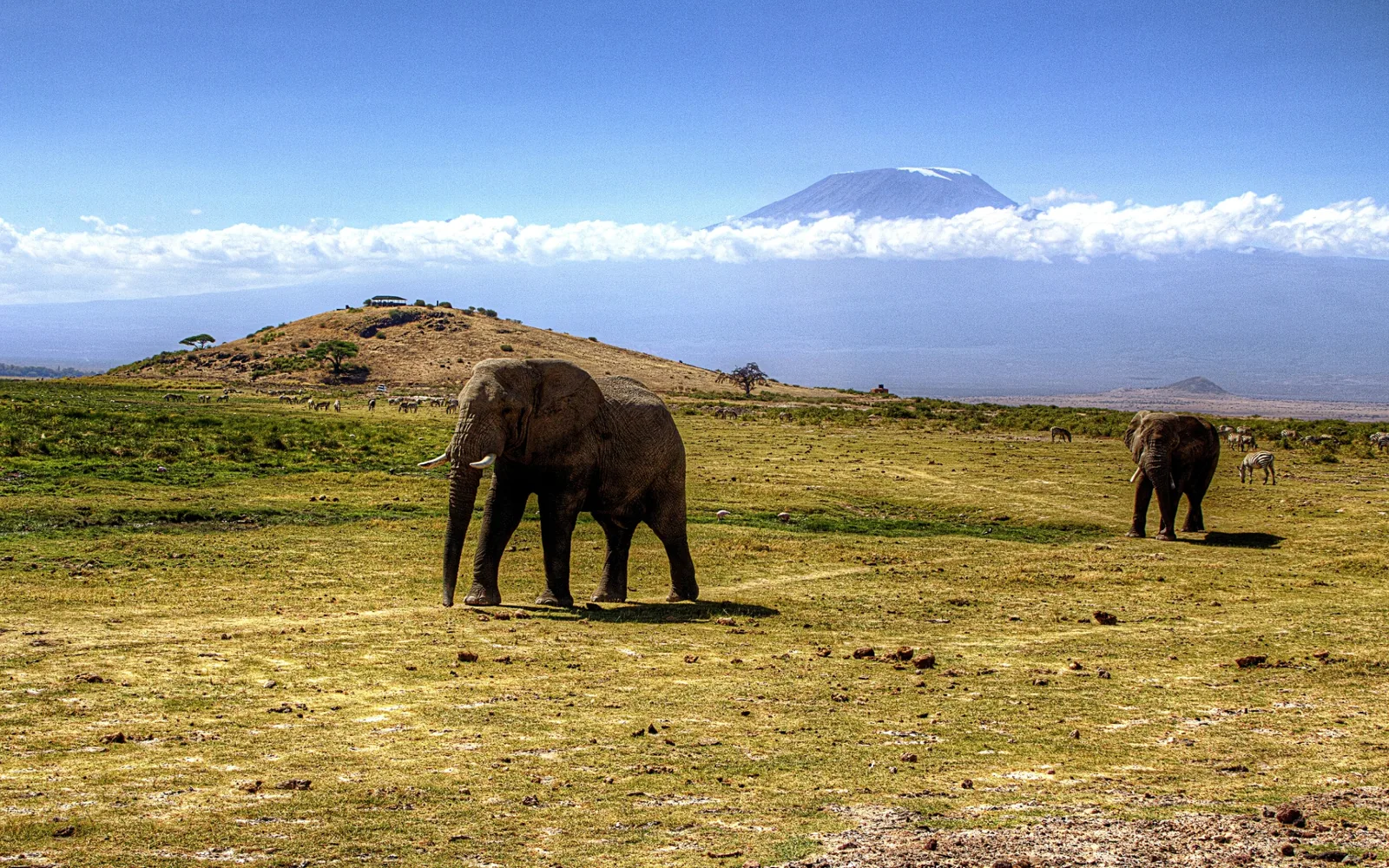 Elephants grazing with Mount Kilimanjaro in the background.