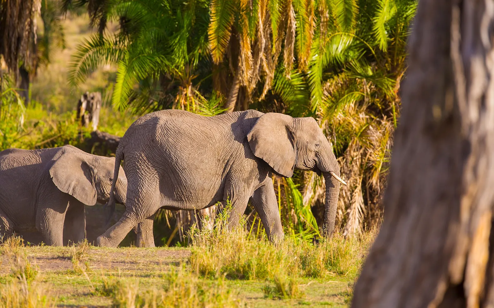Elephants moving through palms and green vegetation.