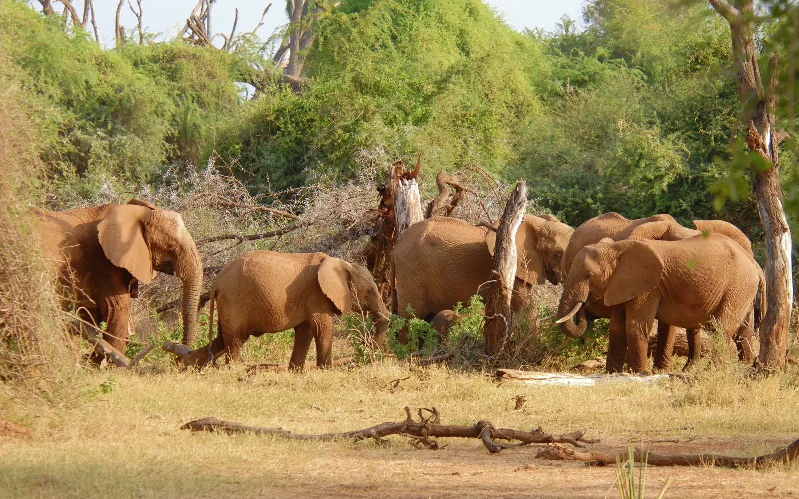 Elephants walking together beside riverine vegetation.