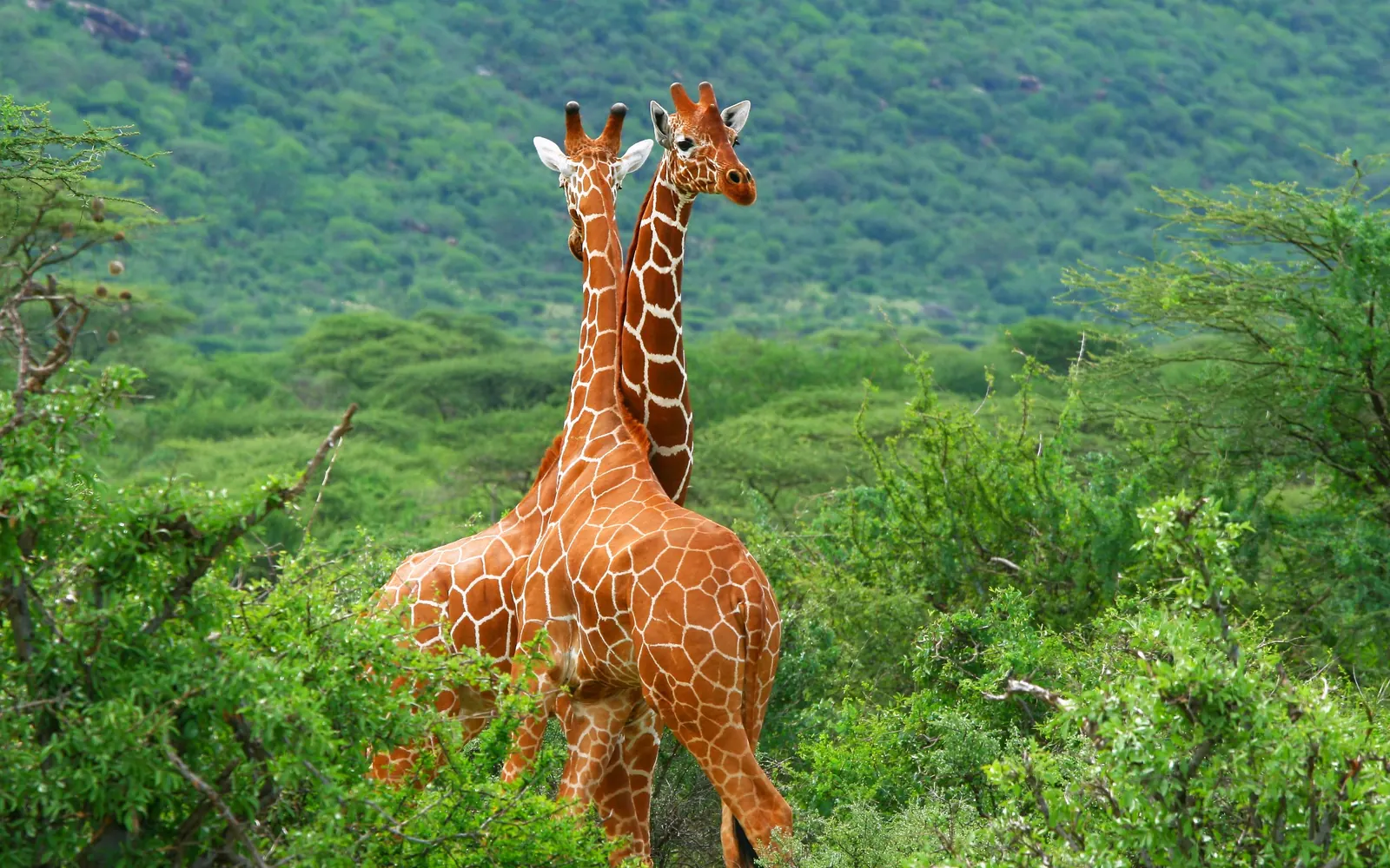 Two reticulated giraffes standing amid green vegetation.