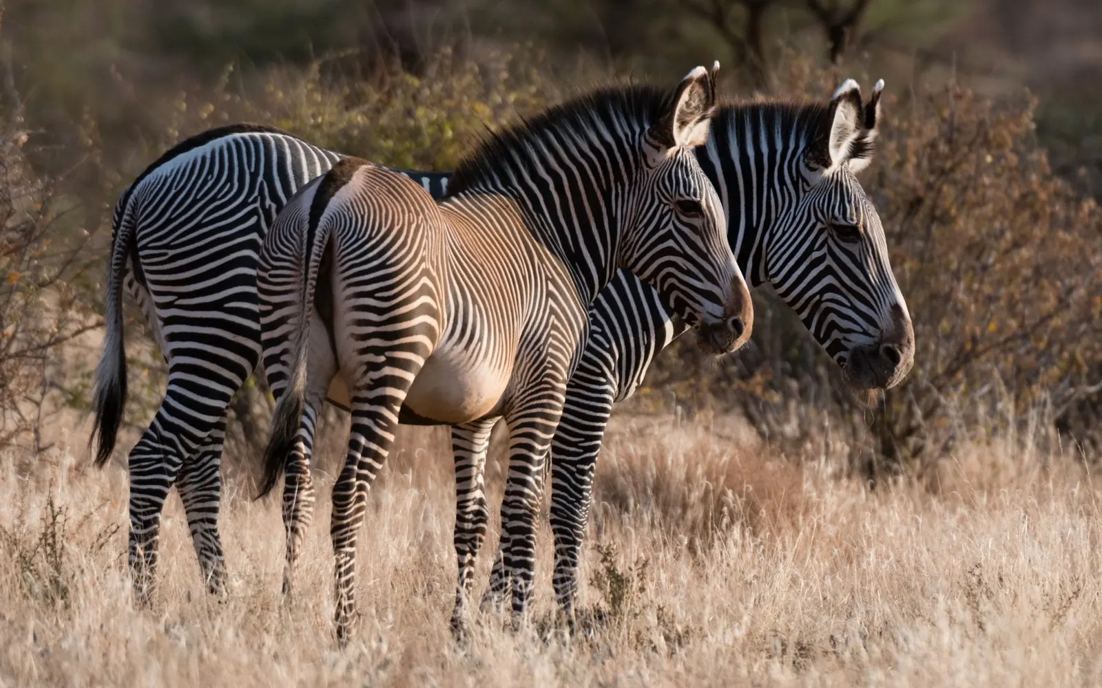 Two Grevy’s zebras standing in dry grass.