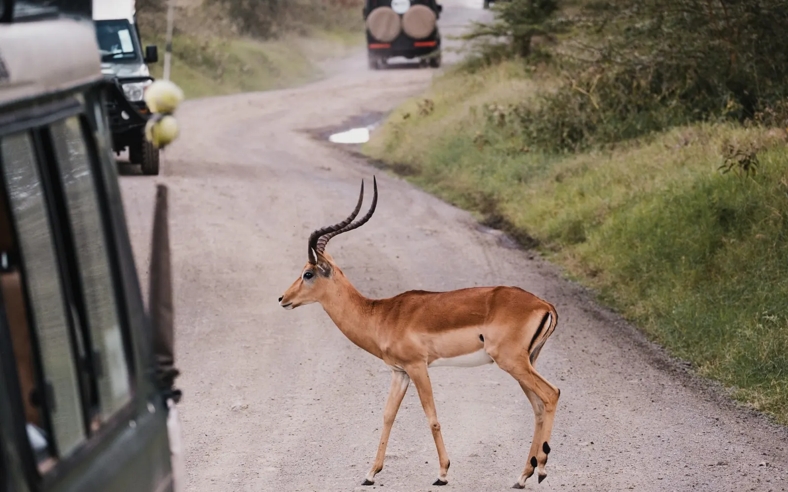 An impala crossing a track between safari vehicles.