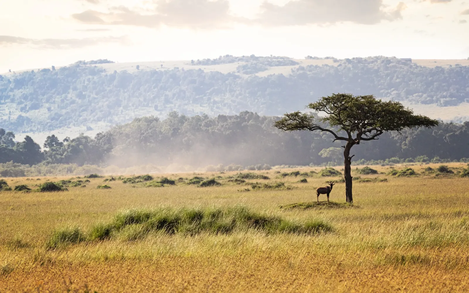 A topi beneath an acacia in open Kenyan grassland.