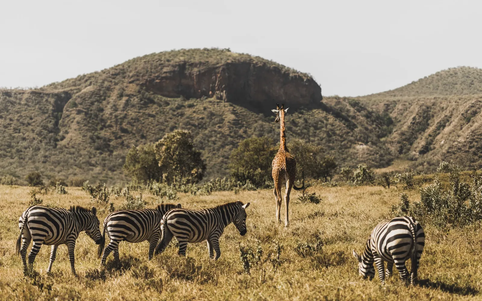 Zebras and a giraffe in a hilly Kenyan landscape.