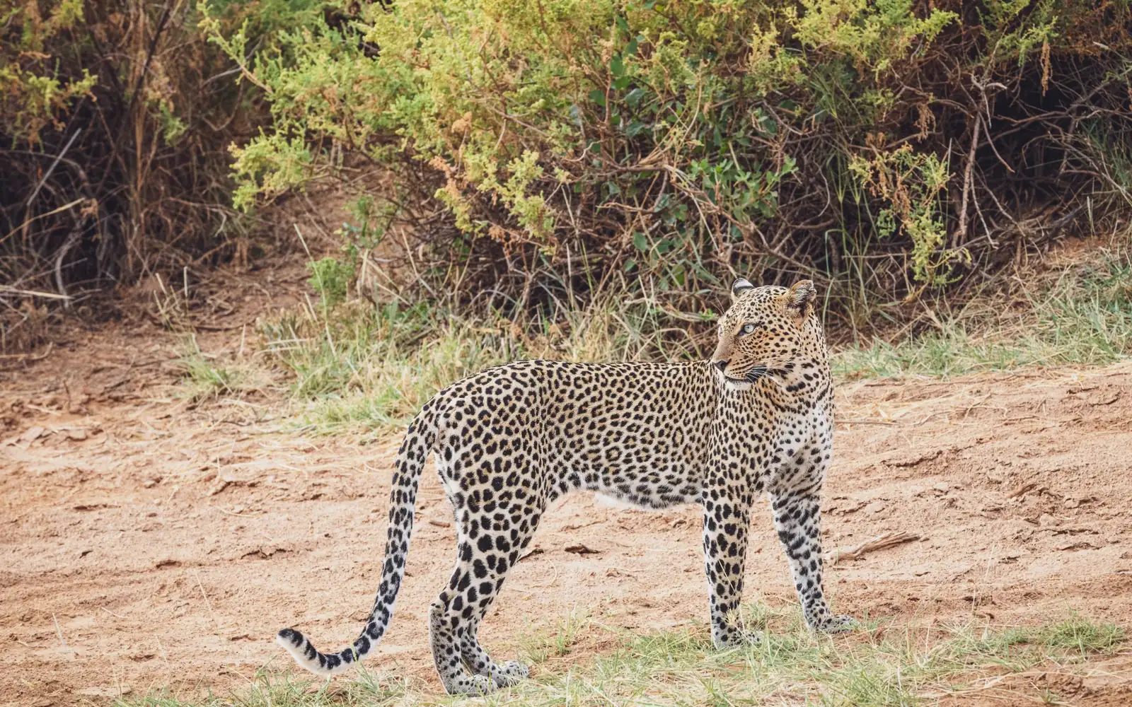 A leopard moving through open bushland.
