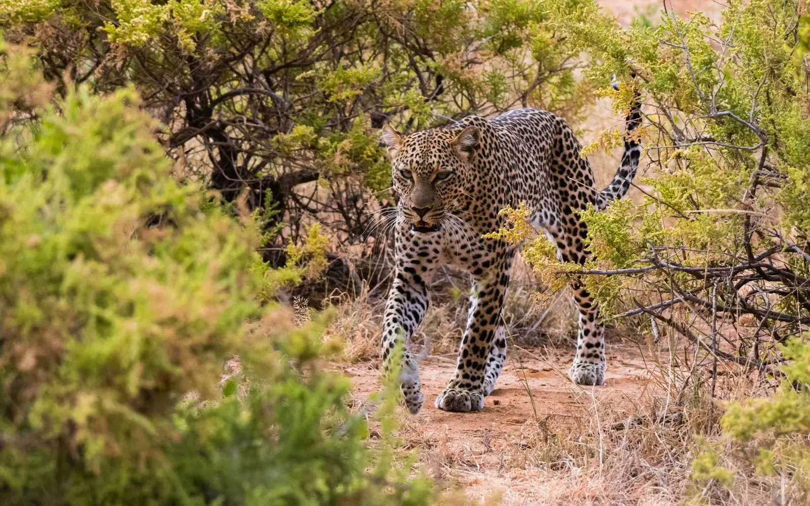 A leopard walking through scrub and sandy ground.