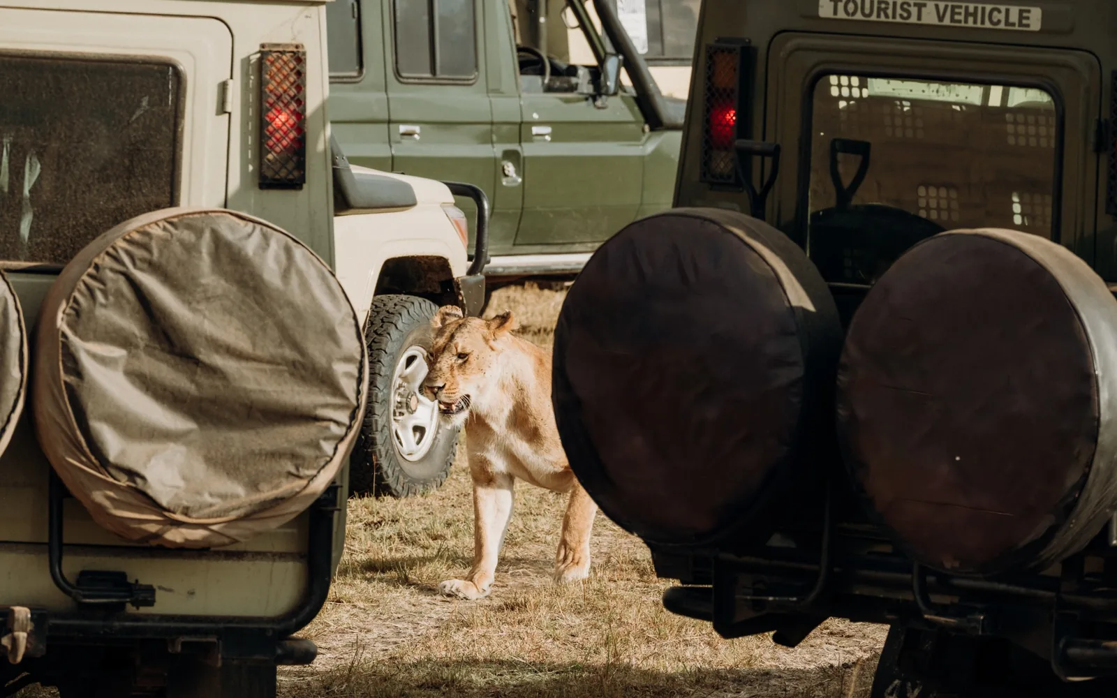 A lioness walking beside safari vehicles.