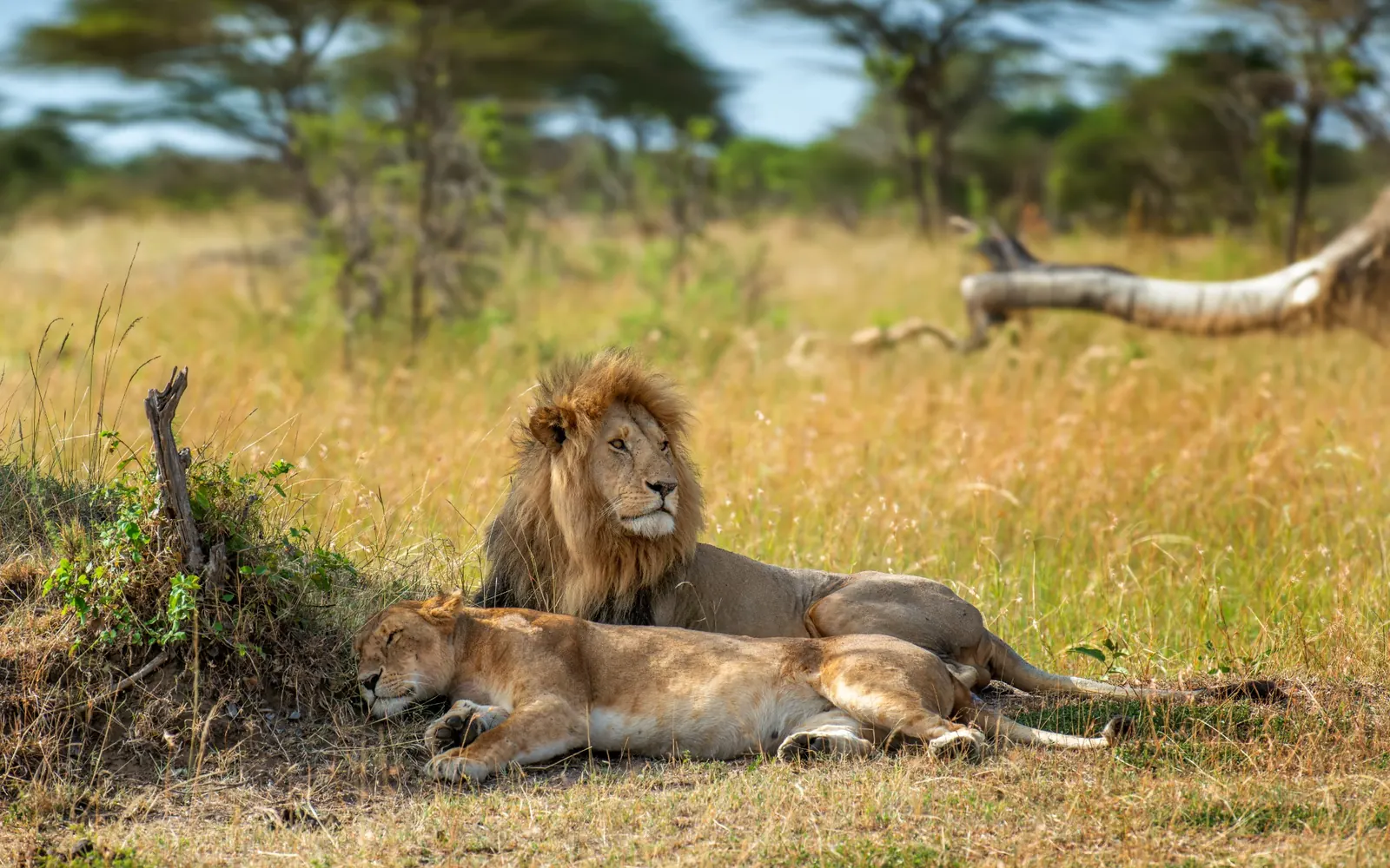 Two lions resting together in long grass.