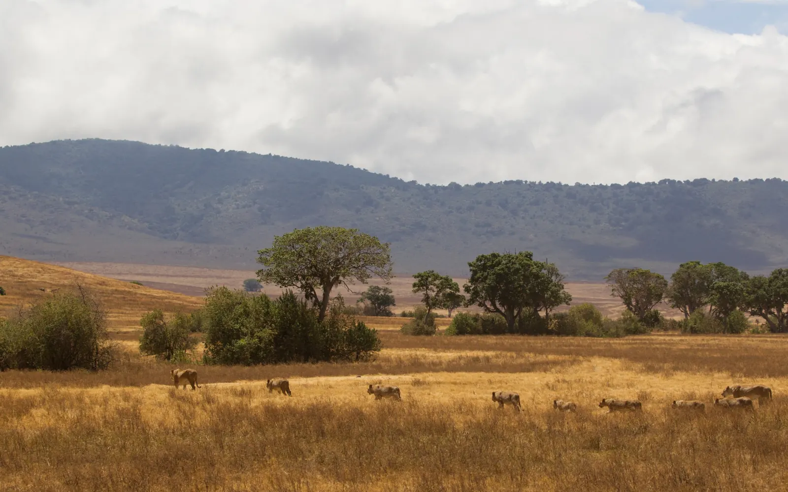 Lions dispersed across broad grassland below low hills.