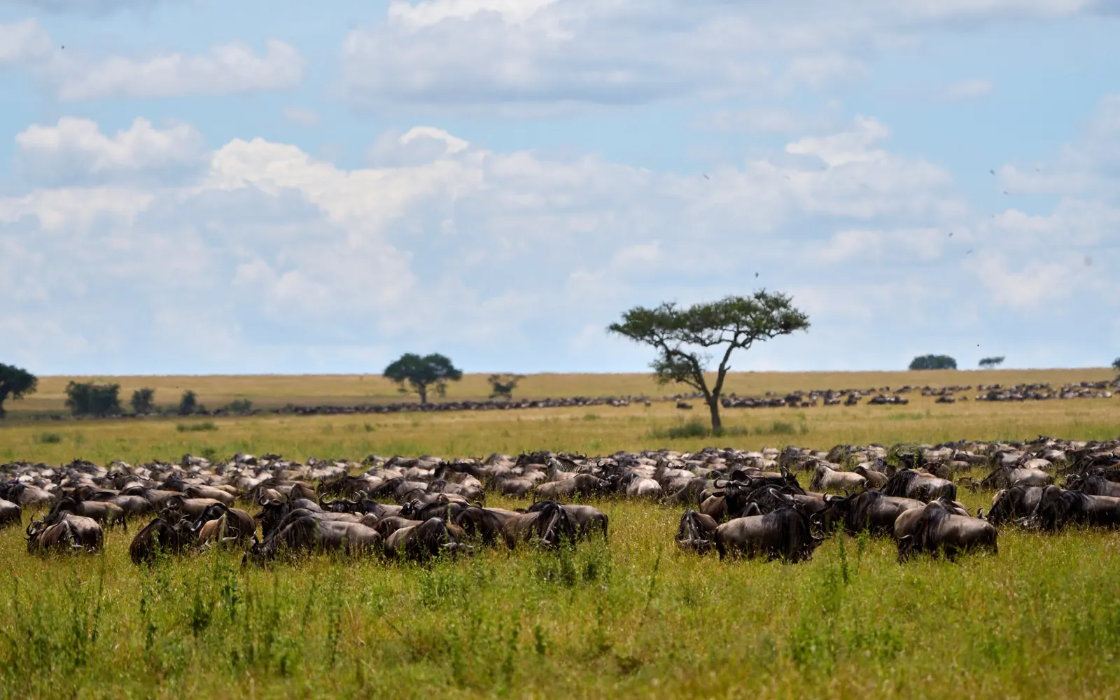 A herd of wildebeest across open grassland.